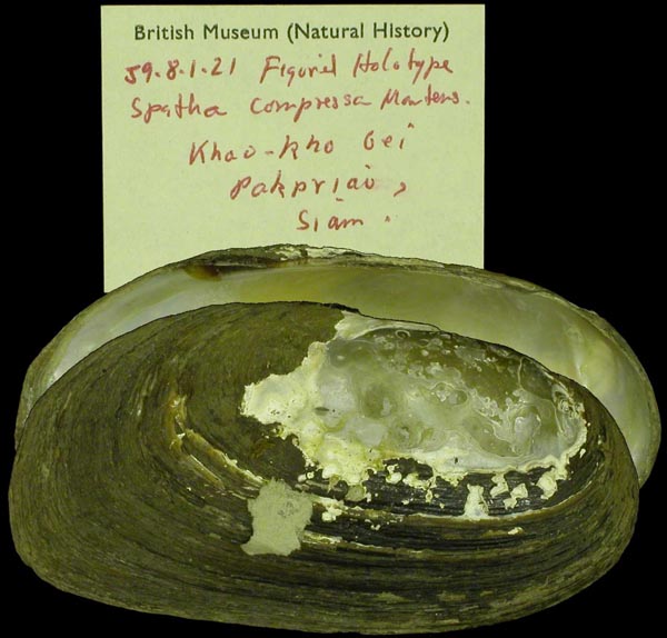 specimen