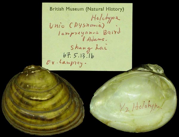 specimen