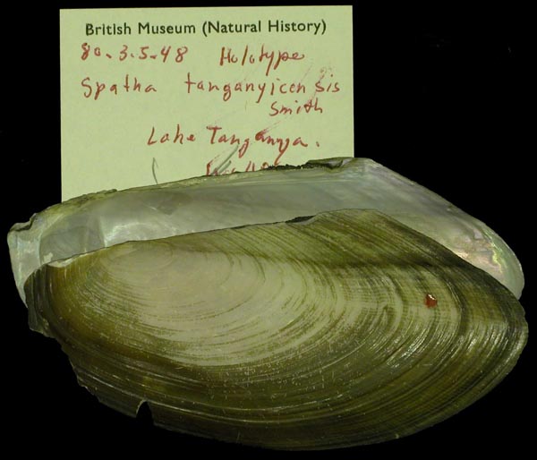 specimen