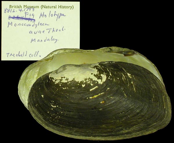 specimen