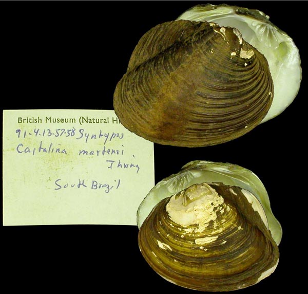 specimen