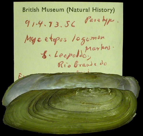 specimen