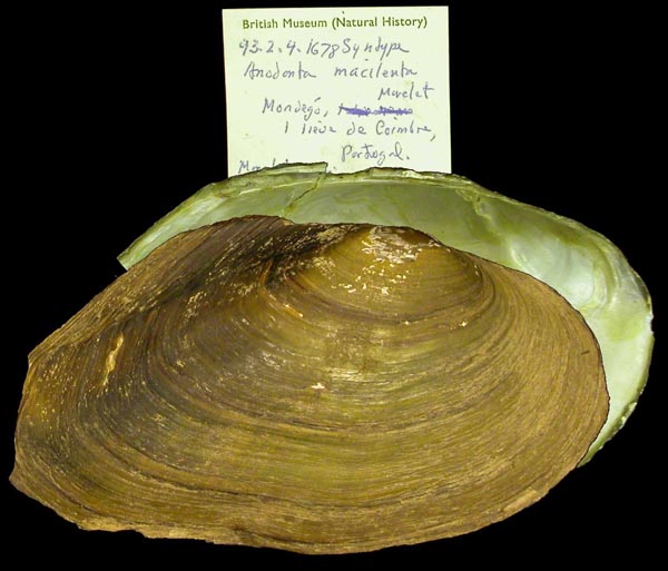 specimen