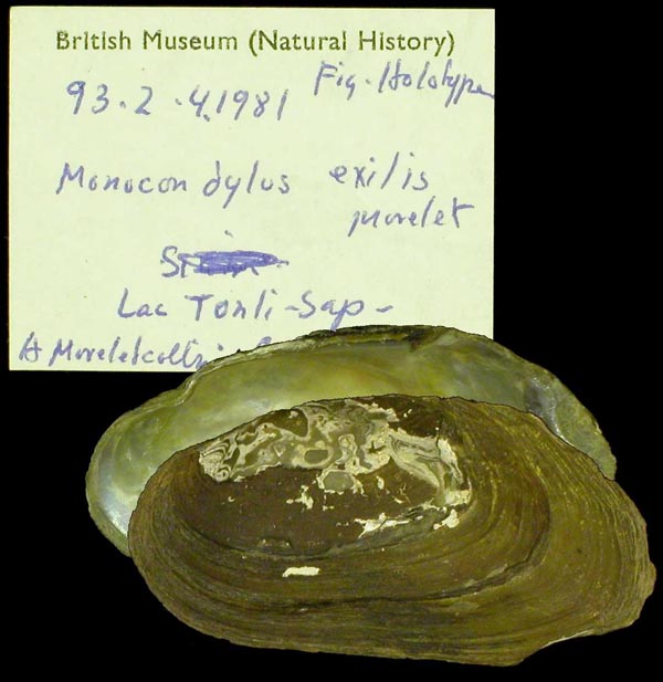 specimen