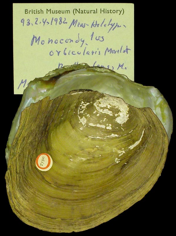 specimen