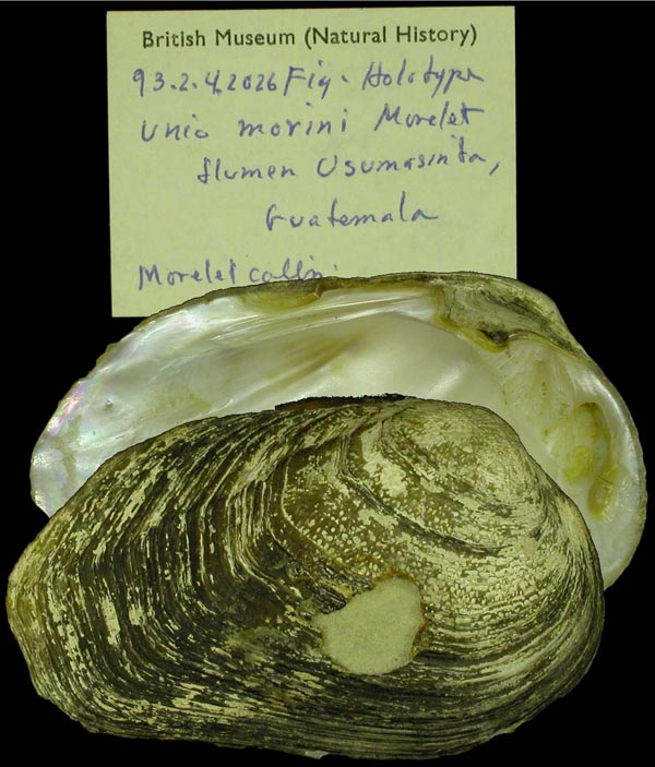 specimen