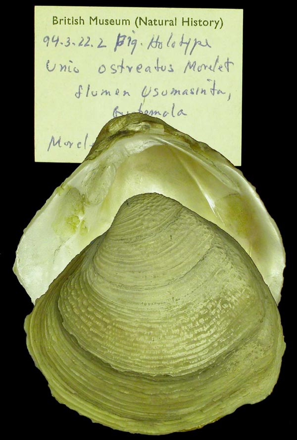specimen