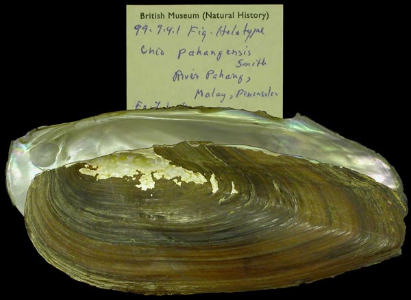 specimen