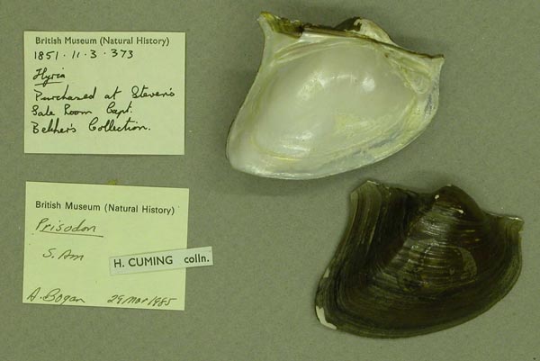 specimen