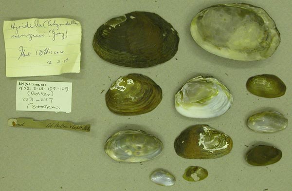specimen