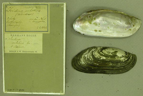 specimen