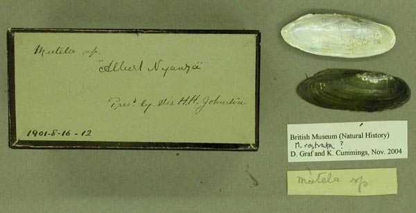 specimen