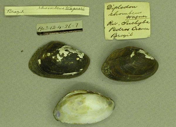 specimen