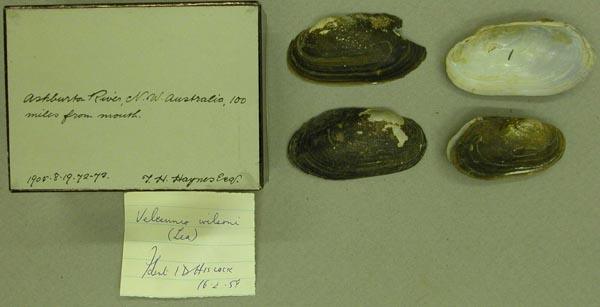 specimen