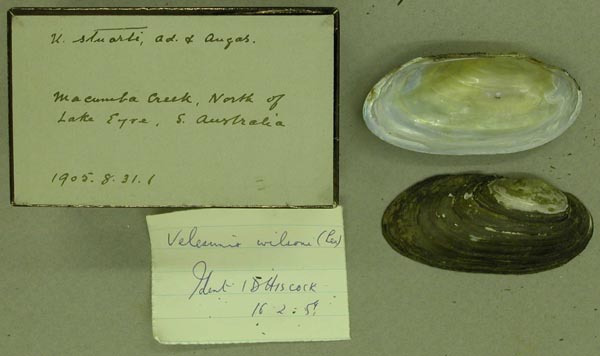 specimen