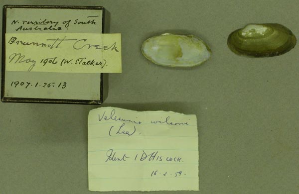 specimen