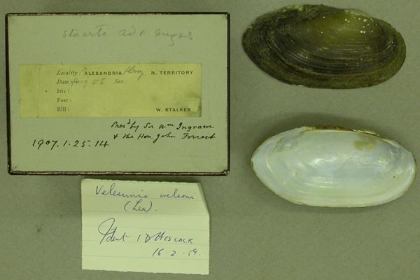 specimen