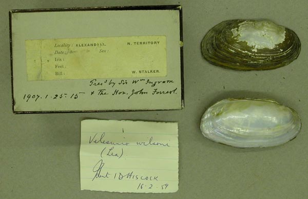 specimen