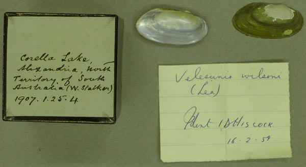specimen