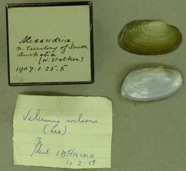 specimen