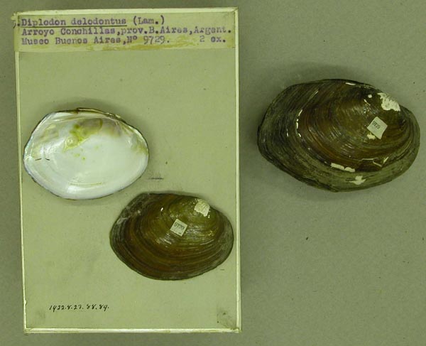 specimen