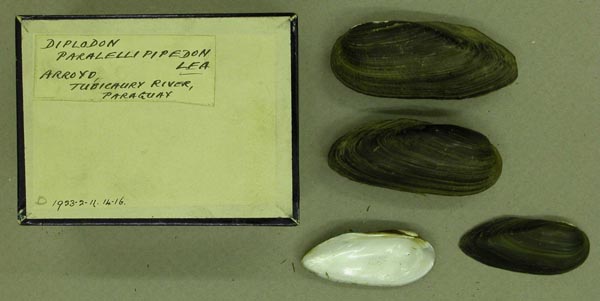 specimen