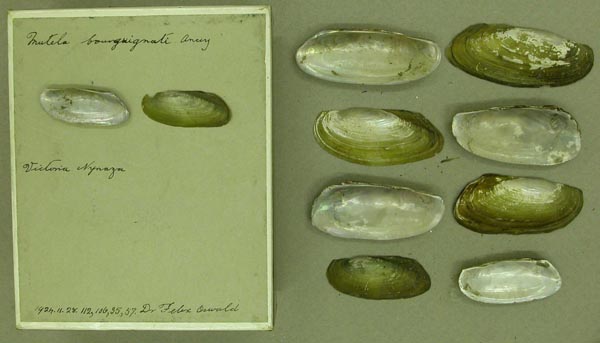 specimen