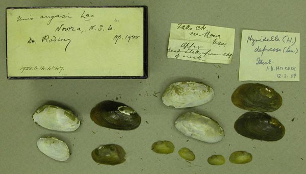 specimen