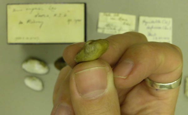 specimen