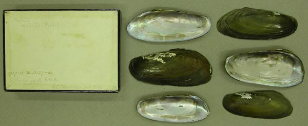 specimen