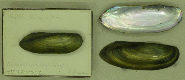 specimen