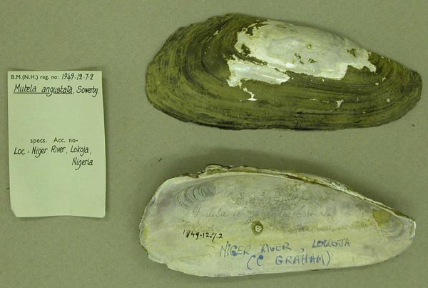 specimen