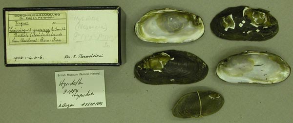 specimen