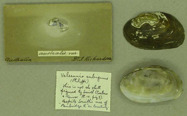 specimen