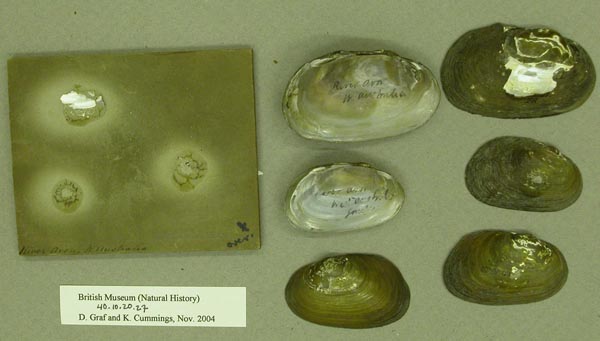 specimen