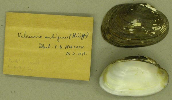 specimen
