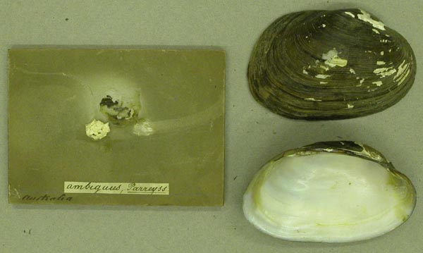 specimen