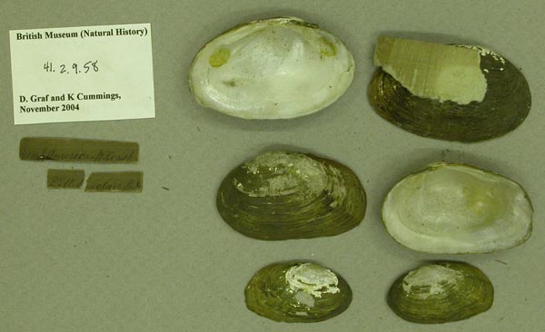 specimen
