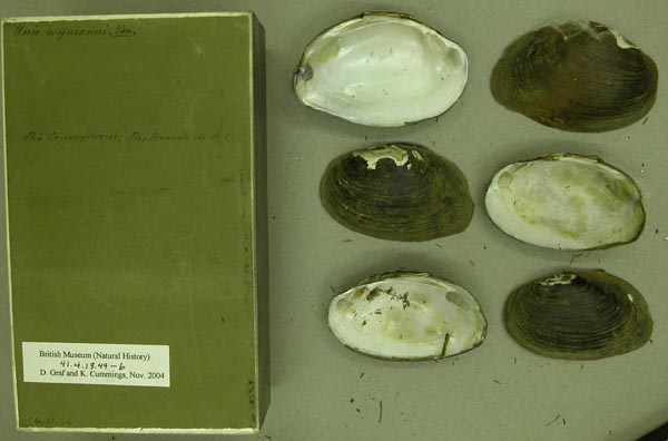 specimen