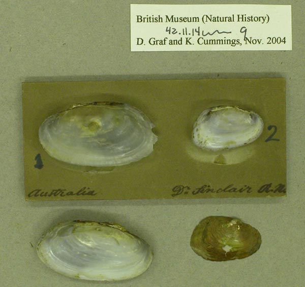 specimen