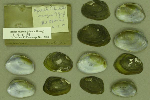 specimen