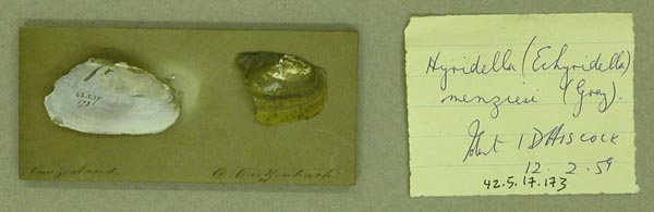 specimen