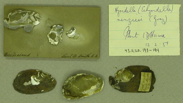 specimen