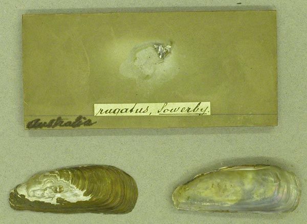 specimen