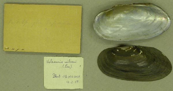 specimen