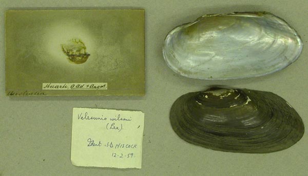 specimen
