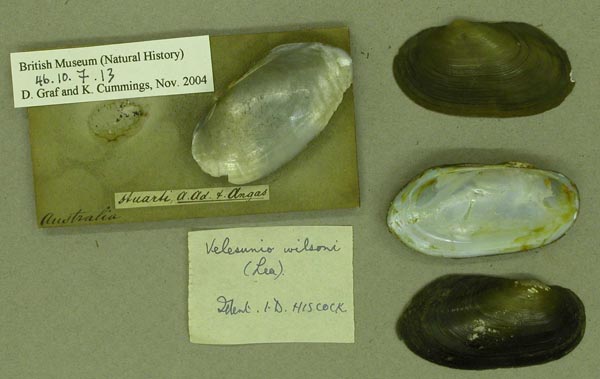 specimen