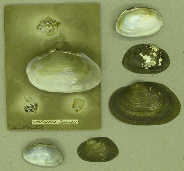 specimen
