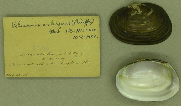 specimen