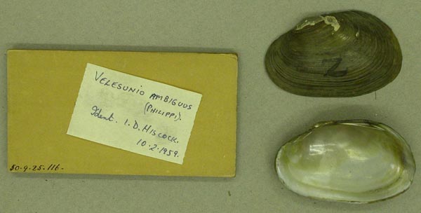 specimen
